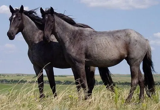 What the Long Face Really Means: Decoding Horse Emotions Through Facial Expressions