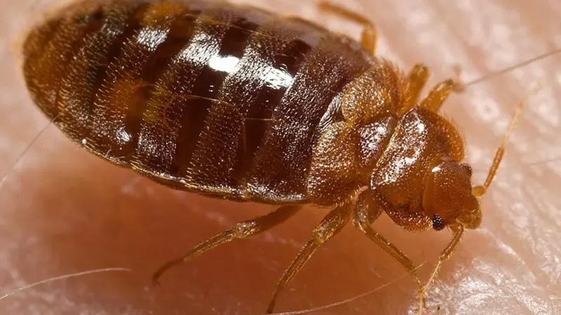 From Caves to Condos: How Bedbugs Became the Original Urbanites