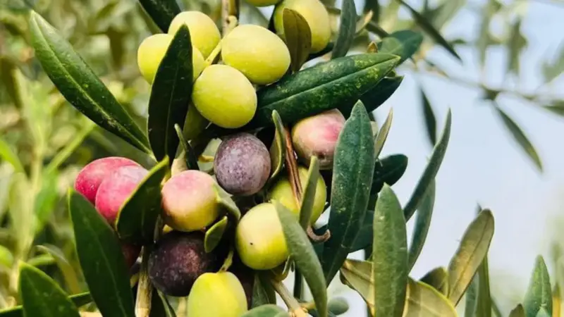 Pakistan’s Olive Oil Breakthrough: From Barren Land to Global Recognition