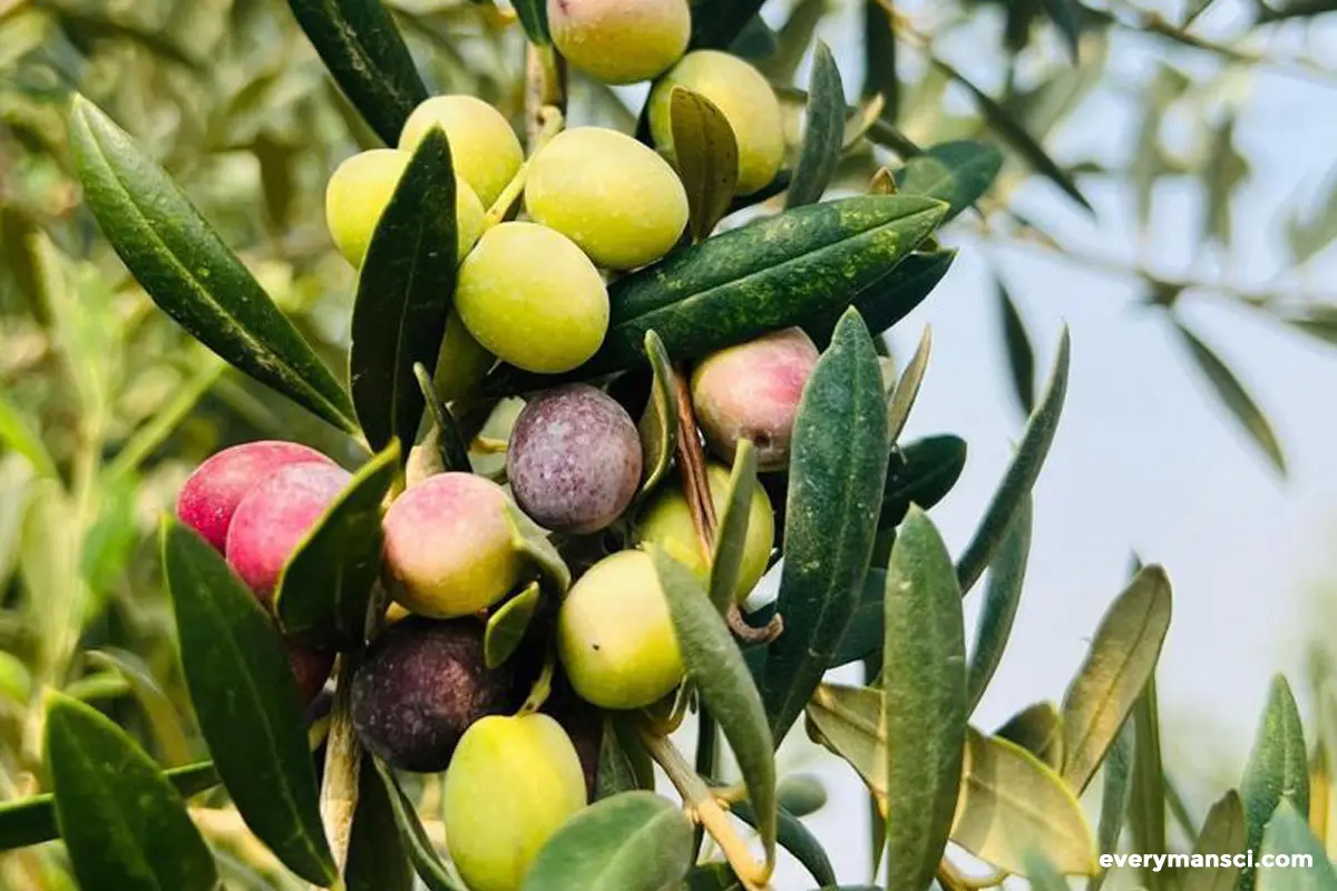 Pakistan’s Olive Oil Breakthrough: From Barren Land to Global Recognition