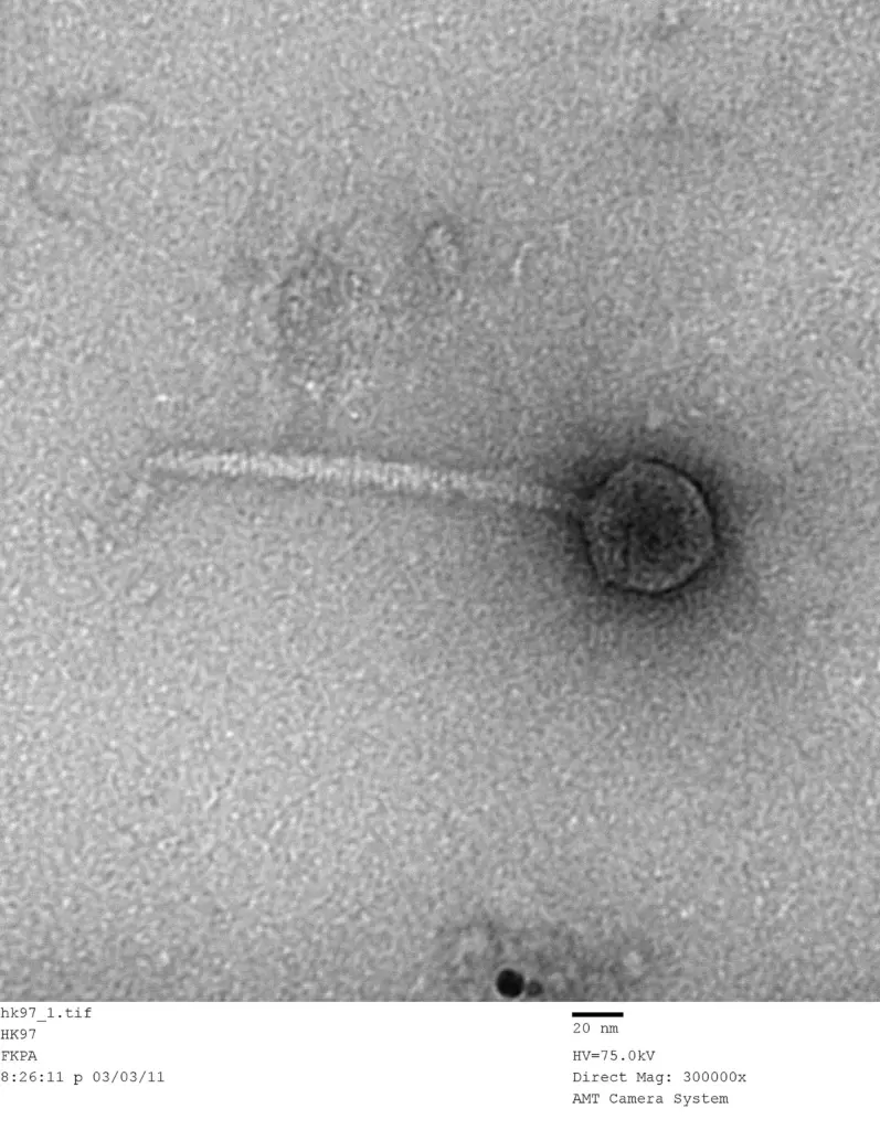 Bacteriophages are being studied for their potential in combating antibiotic-resistant bacteria.