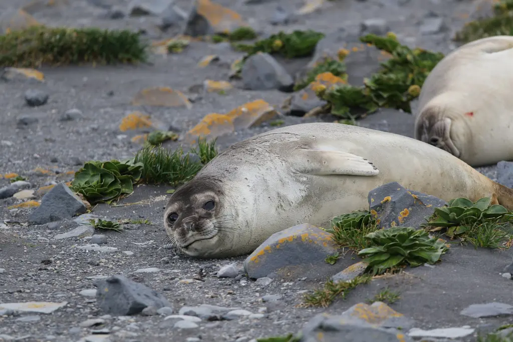 Officials reported in June that thousands of elephant seal pups died of bird flu on the Heard and McDonald Islands.