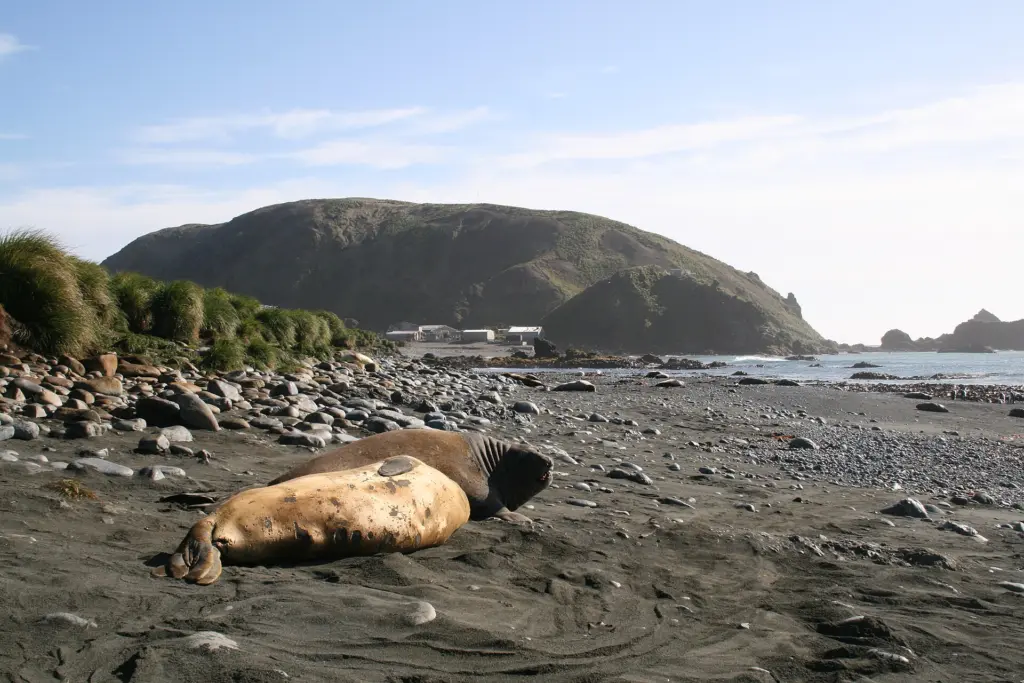 Macquarie Island, halfway between Tasmania and Antarctica, hosts thousands of elephant seals and an Australian research station.