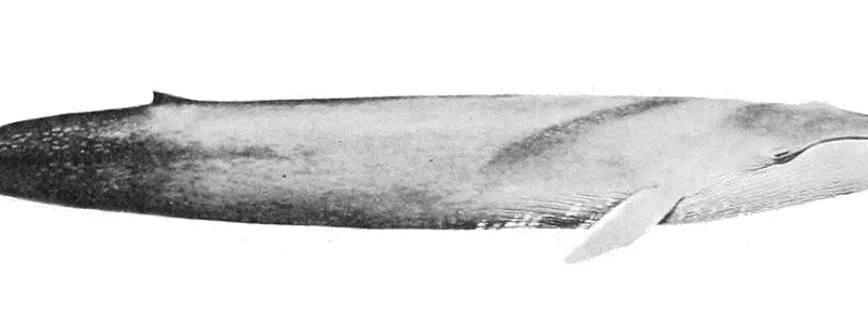 Resurrecting Ancient Whales: The Slow Comeback of Blue and Fin Whales in the Southeast Atlantic