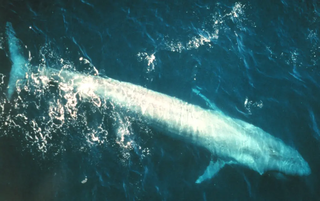 Blue and fin whales are making a comeback in the southeast Atlantic.