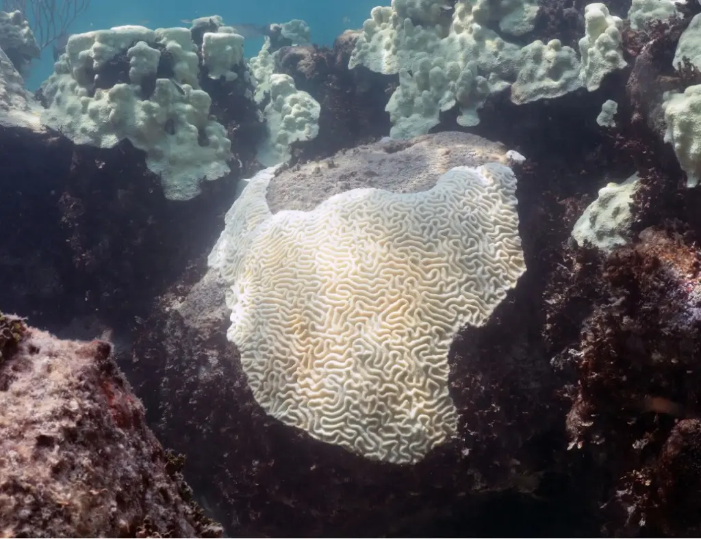 Coral bleaching is a visible impact of marine heatwaves, threatening biodiversity.
