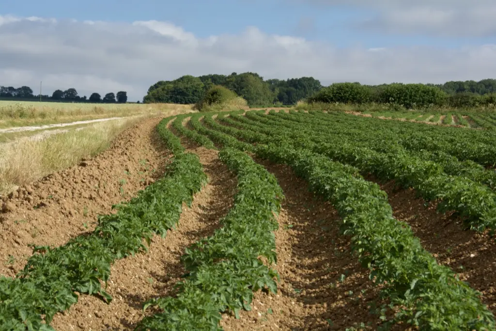 Farmer Mathieu Comijn says his potatoes are “barely the size of pingpong balls” and should be at least four times larger.
