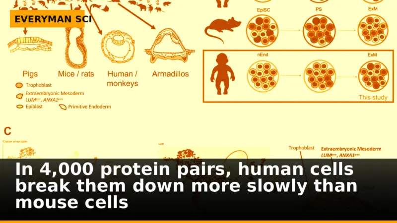 In 4,000 protein pairs, human cells break them down more slowly than mouse cells