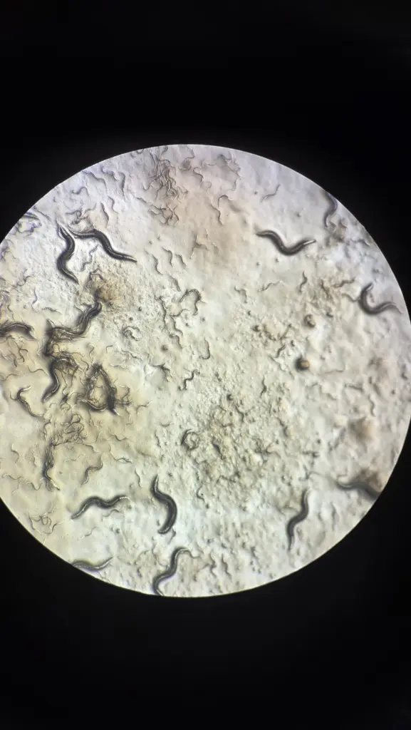 C. elegans is a standard model organism for lifespan studies.