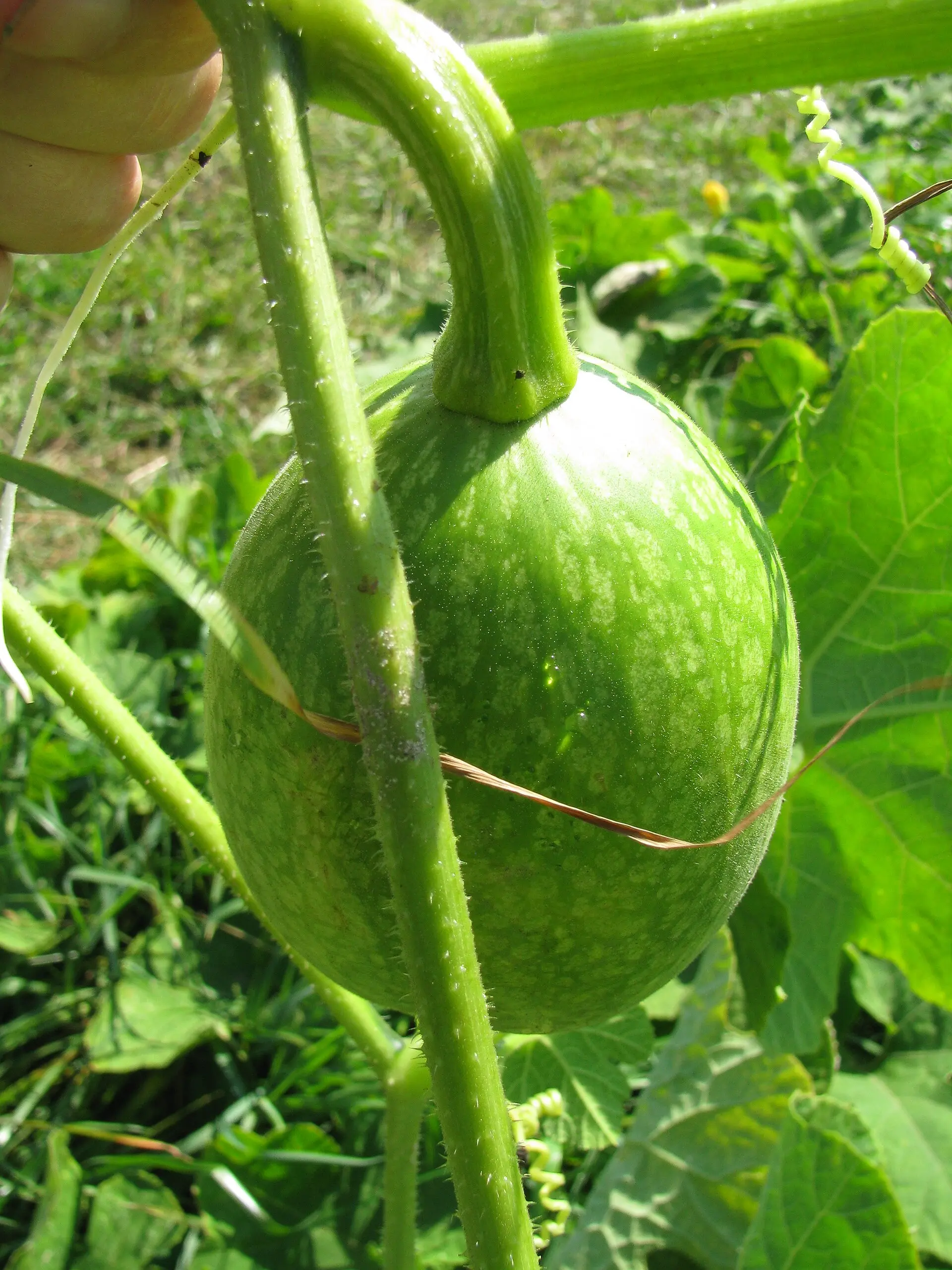 A pumpkin enzyme makes peanut allergens harder for IgE to spot