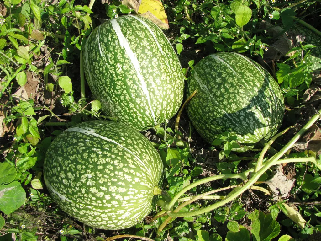 Figleaf gourd (Cucurbita ficifolia) is the source of the serine protease tested against peanut proteins.