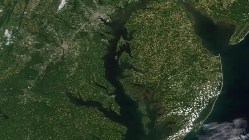 Saltier waters push Bay grasses to 89,385 acres