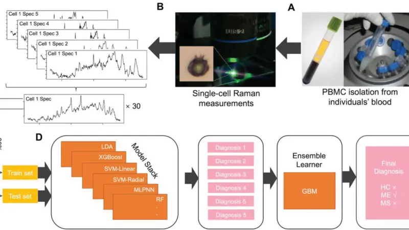 Reading blood with light: label‑free imaging teases apart immune cell behavior