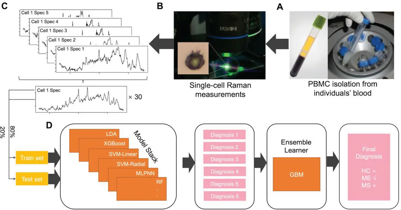 Reading blood with light: label‑free imaging teases apart immune cell behavior