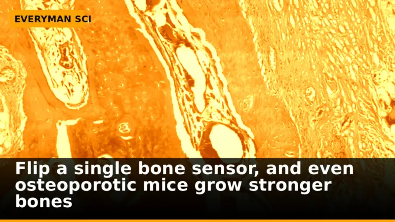 Flip a single bone sensor, and even osteoporotic mice grow stronger bones