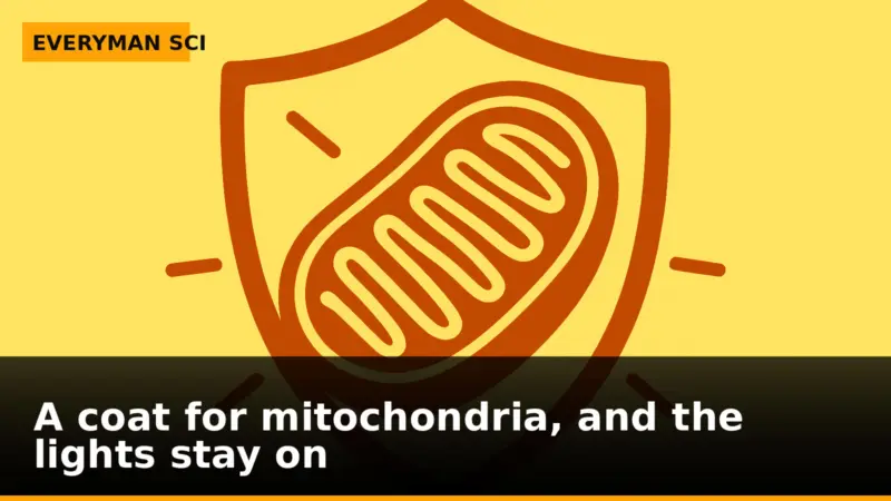 A coat for mitochondria, and the lights stay on