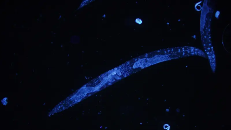 Worms lived longer with a magnet‑making microbe—only when its magnets were on