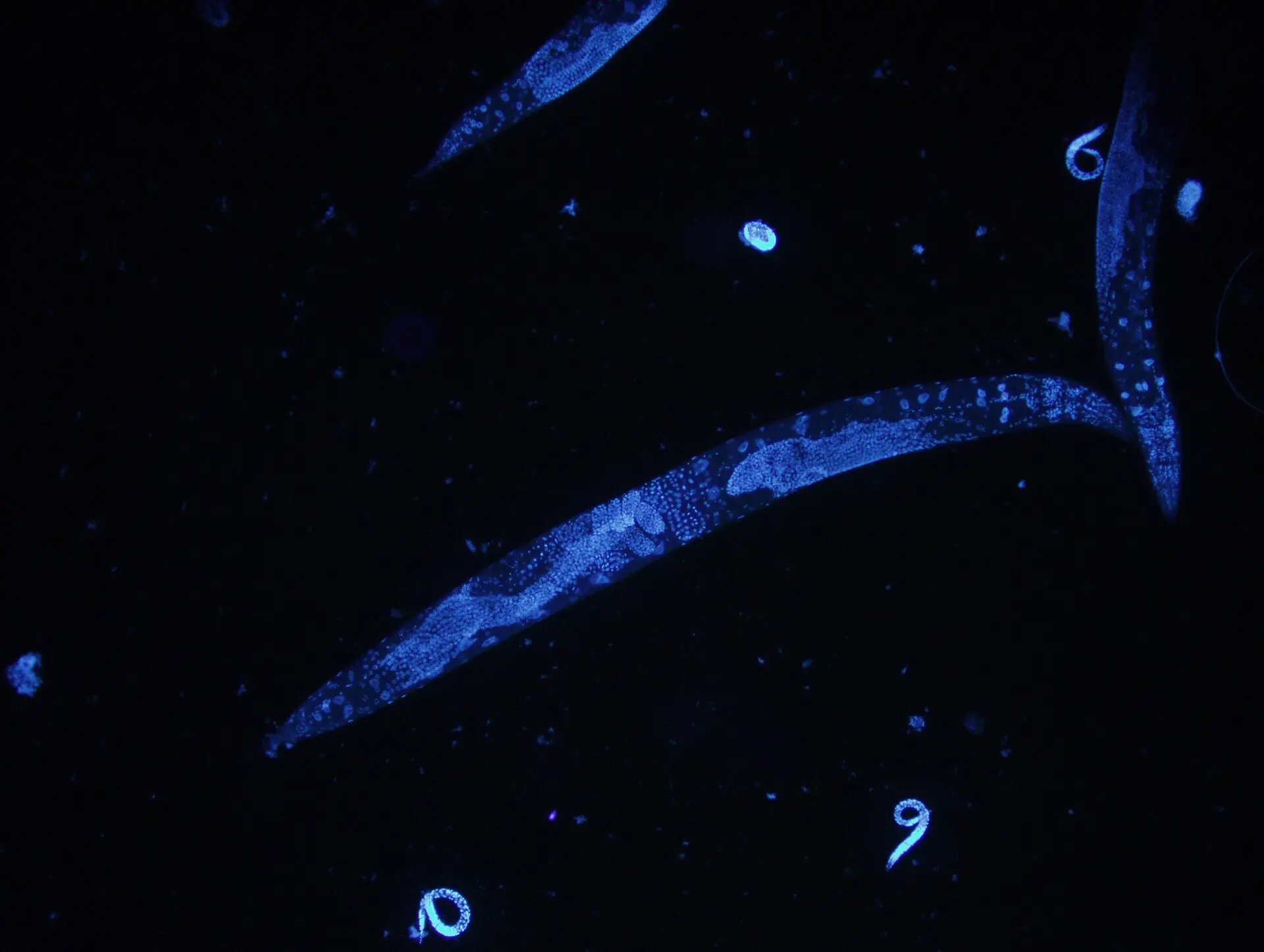 Worms lived longer with a magnet‑making microbe—only when its magnets were on