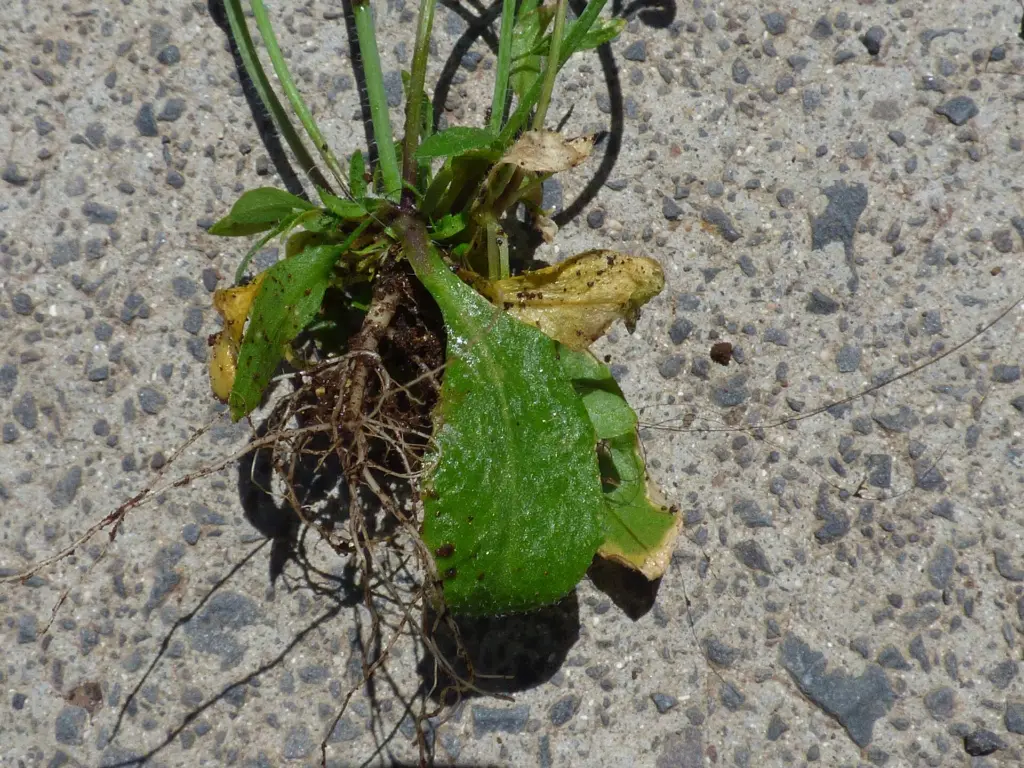 Arabidopsis roots release coumarins into the rhizosphere, where root-associated bacteria help mobilize iron.