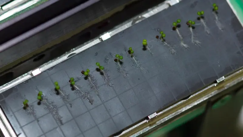 Arabidopsis swaps sideretin for fraxetin with pH—and microbes free the iron