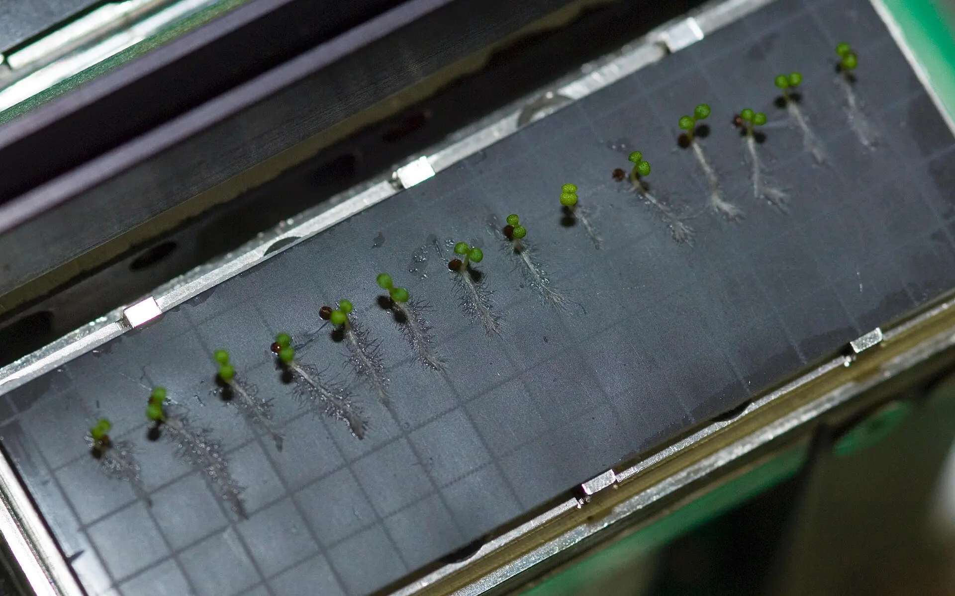 Arabidopsis swaps sideretin for fraxetin with pH—and microbes free the iron