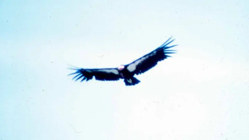 Counting condors, counting costs: how a near‑extinct bird spotlights who gets saved — and who decides