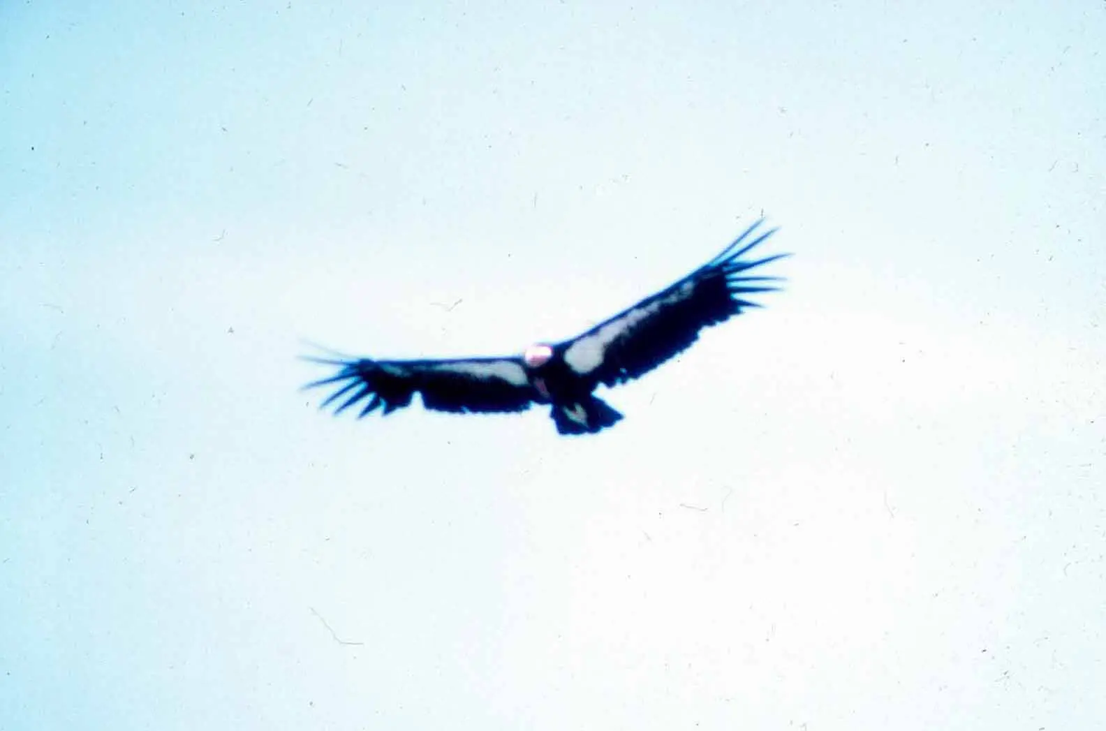Counting condors, counting costs: how a near‑extinct bird spotlights who gets saved — and who decides