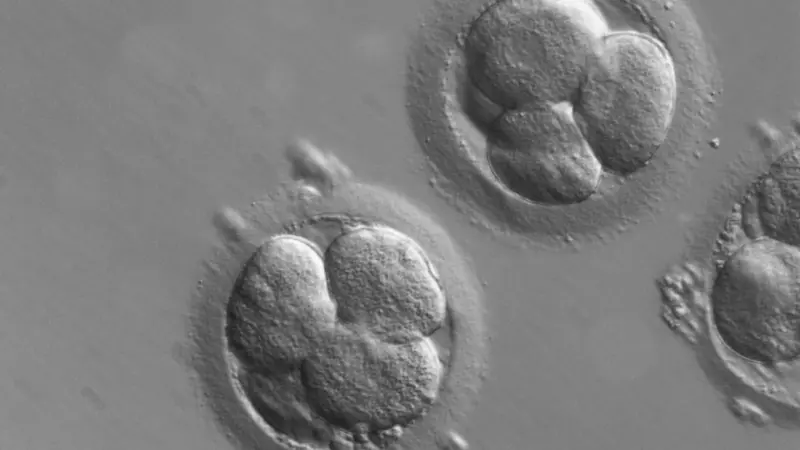 Three signals nudge a human gonad into being—mapped across 33 cell types