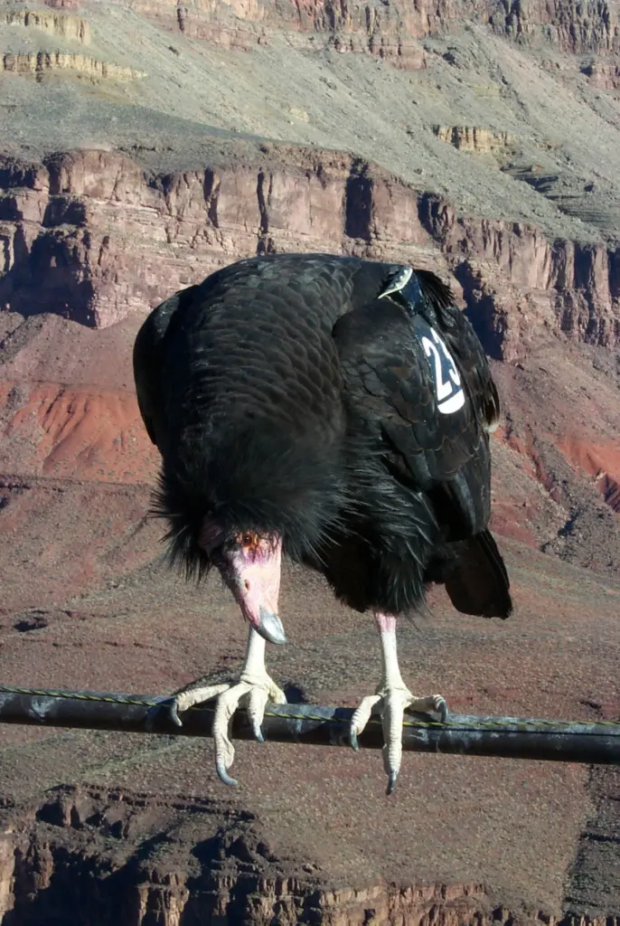 California condors went from zero in the wild in 1987 to more than 300 returned to their natural environment.
