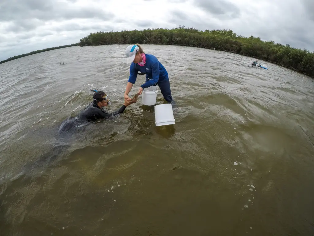 Aquatic progress is lagging: 11 million hectares of freshwater and 5.7 million hectares of marine and coastal ecosystems are documented as under restoration.